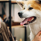 Human and dog